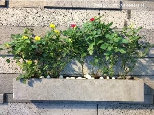 chậu chữ nhật dài 60cm