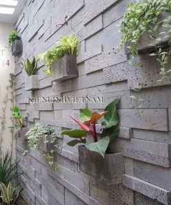 chậu cây treo tường trong nhà