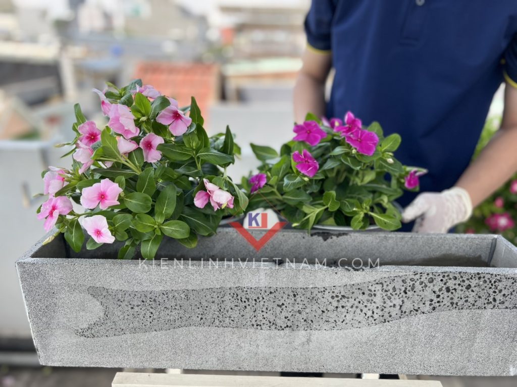 chau trong cay ban cong, treo lan can hoac hanh lang chung cu