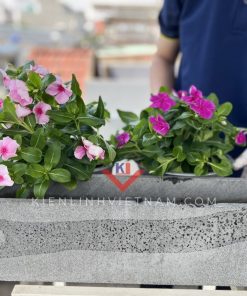 chau trong cay ban cong, treo lan can hoac hanh lang chung cu