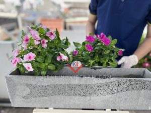 chau trong cay ban cong, treo lan can hoac hanh lang chung cu